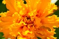 Marigold The most commonly cultivated varieties Tagetes are known variously as African marigolds or French marigolds The so-