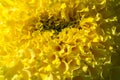 Marigold The most commonly cultivated varieties Tagetes are known variously as African marigolds or French marigolds The so-