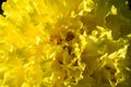 Marigold The most commonly cultivated varieties Tagetes are known variously as African marigolds or French marigolds The so-