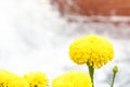 marigold near by the waterfall Royalty Free Stock Photo