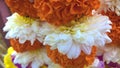 Marigold orange color Tagetes flower tied to Chrysanthemums closeup view for multipurpose use Royalty Free Stock Photo
