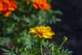 Marigold orange flower on a flowerbed against a background of other red flowers and green vegetation on the street. Royalty Free Stock Photo