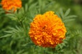 Marigold