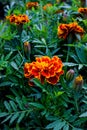 Marigold Orange Garden Flower