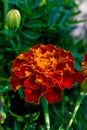 Marigold Orange Garden Flower