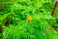 Marigold plant or a marigold flower