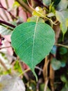 Sacred fig Plant leaves in indian village farm image Ficus religiosa plant leaves image Royalty Free Stock Photo