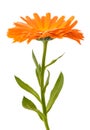 Marigold plant with flower