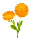 Marigold plant with flowers