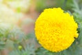 marigold a plant in garden at summer under sunlight, typically with yellow,nature background,abstract backgrounds,select focus.