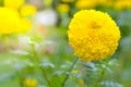 marigold a plant in garden at summer under sunlight, typically with yellow,nature background,abstract backgrounds,select focus.