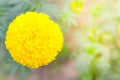 marigold a plant in garden at summer under sunlight, typically with yellow,nature background,abstract backgrounds,select focus.