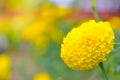 marigold a plant in garden at summer under sunlight, typically with yellow,nature background,abstract backgrounds,select focus.