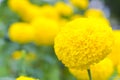 marigold a plant in garden at summer under sunlight, typically with yellow,nature background,abstract backgrounds,select focus.