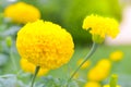 Marigold a plant in garden at summer under sunlight, typically with yellowl,nature background,abstract backgrounds,select focus