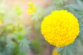 Marigold a plant in garden at summer under sunlight, typically with yellowl,nature background,abstract backgrounds,select focus