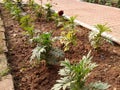 Marigold Plant Seedlings in field .merigold  plants in an Indian farm land, Royalty Free Stock Photo