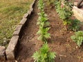 Marigold Plant Seedlings in field .merigold  plants in an Indian farm land, Royalty Free Stock Photo