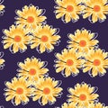 Marigold seamless pattern on dark purple background. Vector summer design