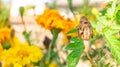 Marigold seed pod dried up on the flower head after being pollinated and ready for harvesting and seed saving for companion