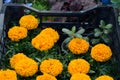 Marigold seedlings in a box for sale on the market