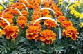 Marigold seedlings