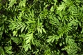 Marigold seedlings, green background, textures, top view.