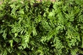 Marigold seedlings, green background, textures, top view.