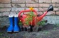 Marigold seedlings, watering can, rubber boots. Spring work in the garden