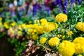 Marigold shrimps in a garden displaying plants.