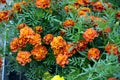 Marigold shrub close up. Garden flower for the garden. Herbaceous plant with bright double flowers to decorate the garden flower Royalty Free Stock Photo