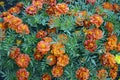 Marigold shrub close up. Garden flower. Herbaceous plant with bright double flowers to decorate the garden flower bed Royalty Free Stock Photo