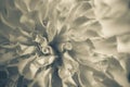 Marigold signet flower macro photo. Royalty Free Stock Photo