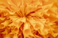 Marigold signet flower macro photo. Royalty Free Stock Photo