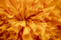 Marigold signet flower macro photo. Royalty Free Stock Photo