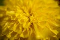 Marigold signet flower macro photo. orrange flower. Royalty Free Stock Photo