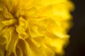 Marigold signet flower macro photo. orrange flower. Royalty Free Stock Photo