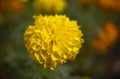 Marigold signet flower macro photo. Royalty Free Stock Photo