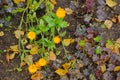 Marigold, sour cabbage autumn carpet of leaves raindrops. brown Royalty Free Stock Photo