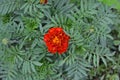 Marigold. Tagetes erecta. Flowering herb. Orange flowers Royalty Free Stock Photo