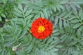 Marigold. Tagetes erecta. Flowering herb. Orange flowers Royalty Free Stock Photo