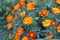 Marigold. Tagetes erecta. Flowering herb. Orange flowers Royalty Free Stock Photo