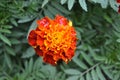 Marigold. Tagetes erecta. Flowering herb. Orange flowers Royalty Free Stock Photo