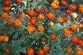 Marigold. Tagetes erecta. Flowering herb. Orange flowers Royalty Free Stock Photo