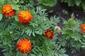 Marigold. Tagetes erecta. Flowering herb. Orange flowers Royalty Free Stock Photo
