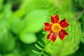 Marigold (Tagetes) Flower Royalty Free Stock Photo