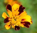 Marigold (Tagetes) flower macro Royalty Free Stock Photo