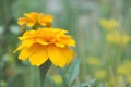 Marigold Tagetes flower Royalty Free Stock Photo