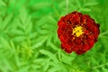 Marigold tagetes flower bud against a background of green foliage Royalty Free Stock Photo