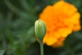 Marigold (Tagetes) - flower bud Royalty Free Stock Photo